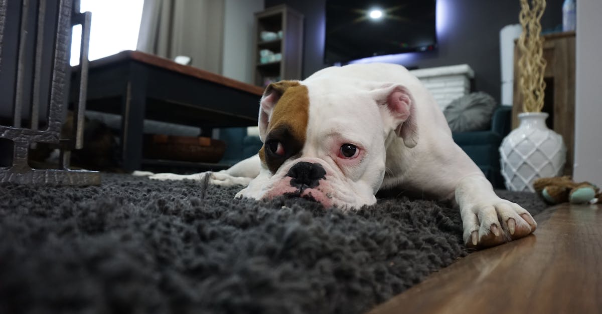 What is the best way to clean a very dirty carpet?